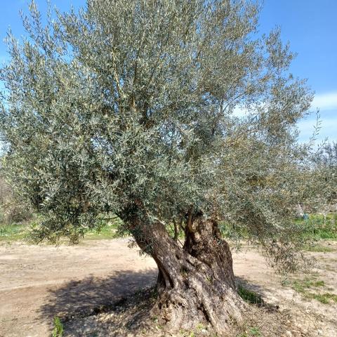 Eleonas Apartment 2, Lygia